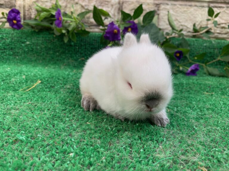 UNICO cucciolo di nano colorato “Himalaya”