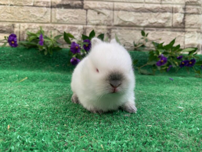 UNICO cucciolo di nano colorato “Himalaya”