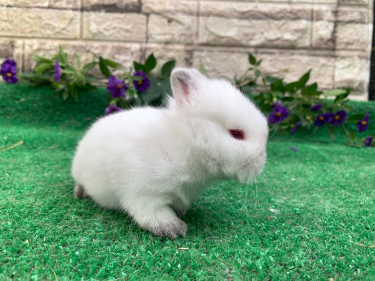 UNICO cucciolo di nano colorato “Himalaya”