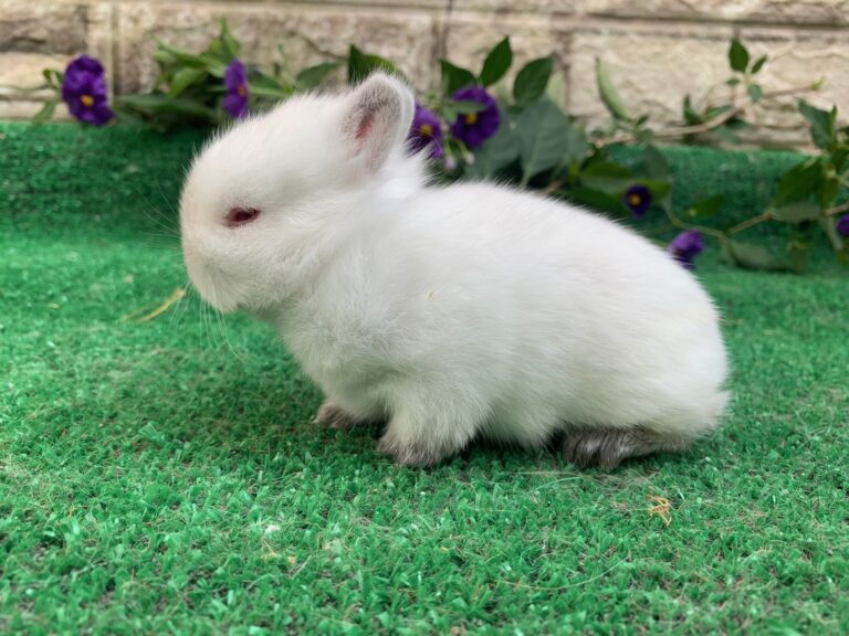 UNICO cucciolo di nano colorato “Himalaya”