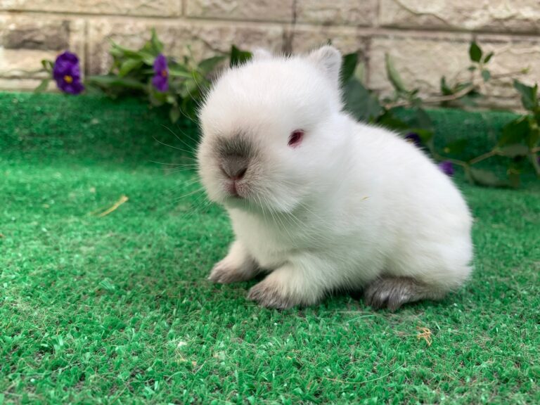 UNICO cucciolo di nano colorato “Himalaya”