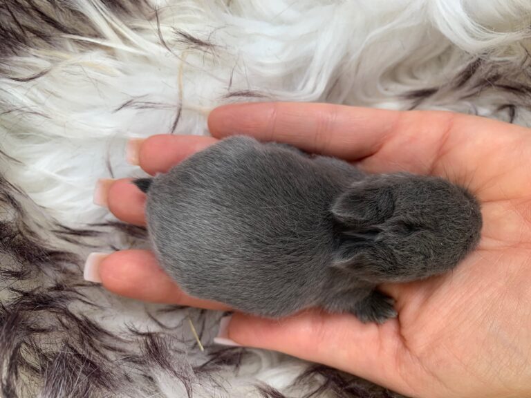 Dolcissimi cuccioli di nano colorato blu