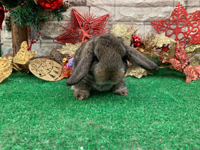 Bellissimi cuccioli di ariete gigante