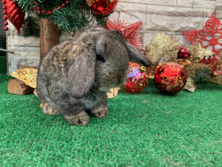 Bellissimi cuccioli di ariete gigante