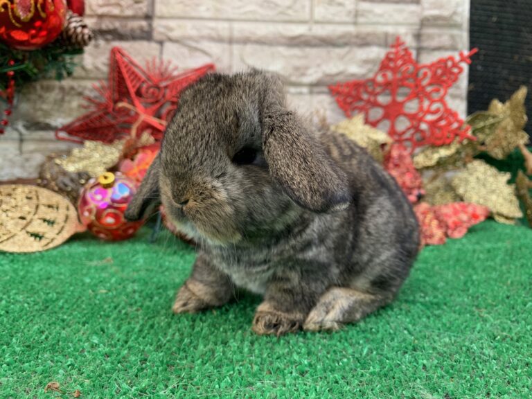 Bellissimi cuccioli di ariete gigante