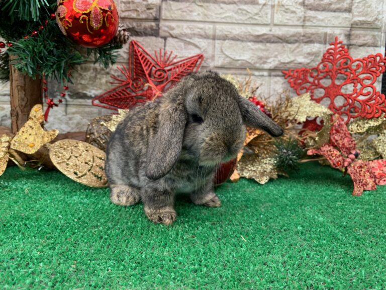 Bellissimi cuccioli di ariete gigante