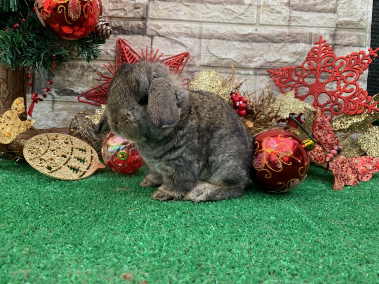 Bellissimi cuccioli di ariete gigante