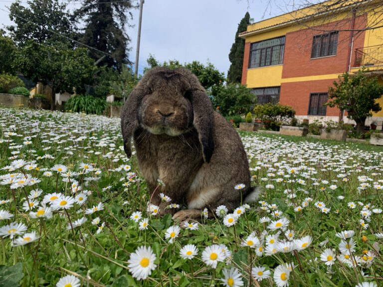 Bellissimi cuccioli di ariete gigante